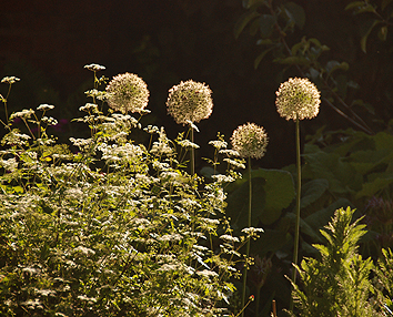 allium