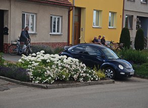 Záhon s hortenzií, půdopokryvnými růžemi a levandulí